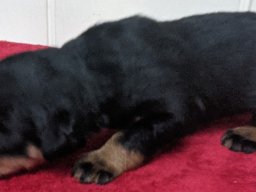 brody 2